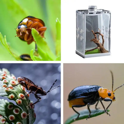 Reptile Hatching Box, Reptile Terrariums Enclosure,  Amphibian Supplies, Feeding Spider, Cage Feeding Container