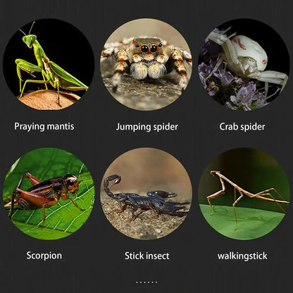 Reptile Hatching Box, Reptile Terrariums Enclosure,  Amphibian Supplies, Feeding Spider, Cage Feeding Container