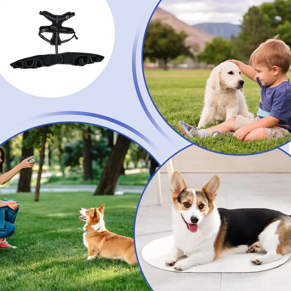 Dog Knee Brace