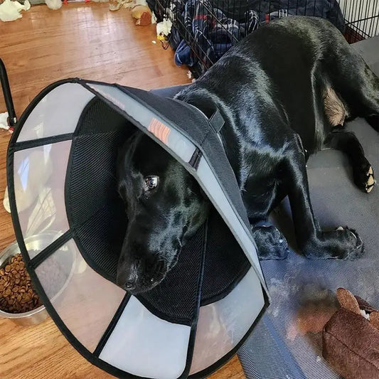 Dog Recovery Cone, Adjustable Soft Cone, Wound Care Visible Wrap, Anti-Lick Shield,  Breathable Pet Collar Anti-Bite