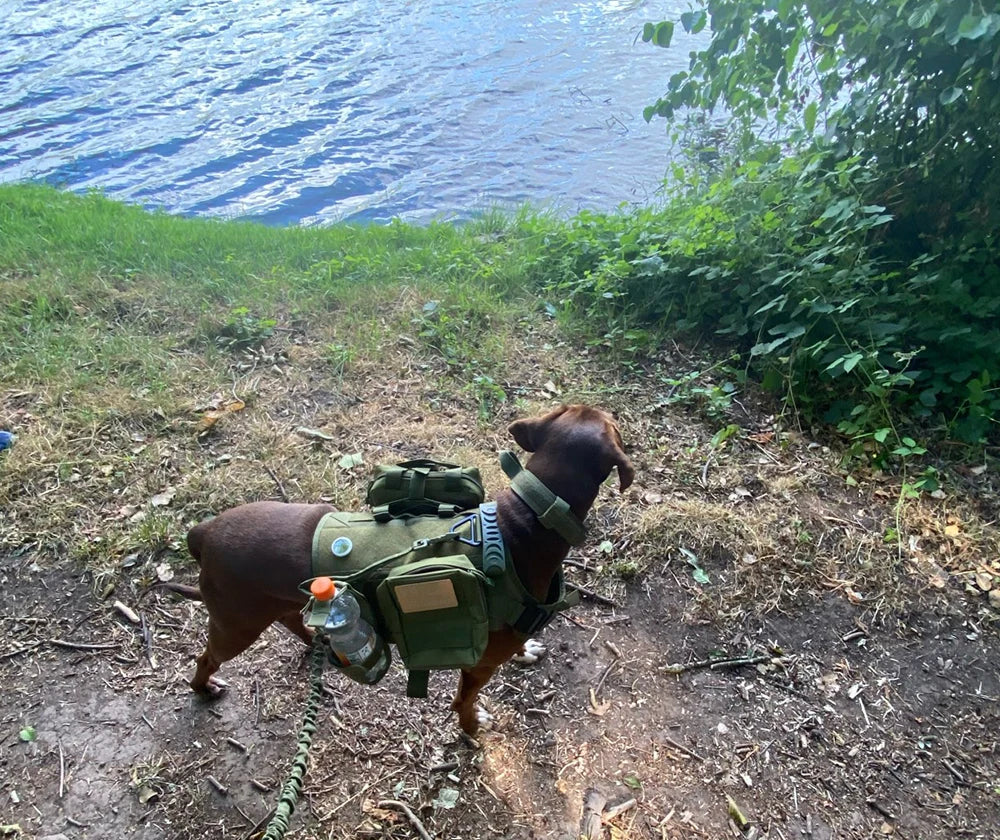 Large Dog Harness Training Vests and Tactic Collar Leash