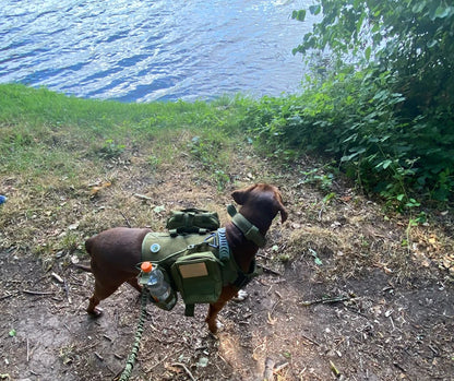 Large Dog Harness Training Vests and Tactic Collar Leash