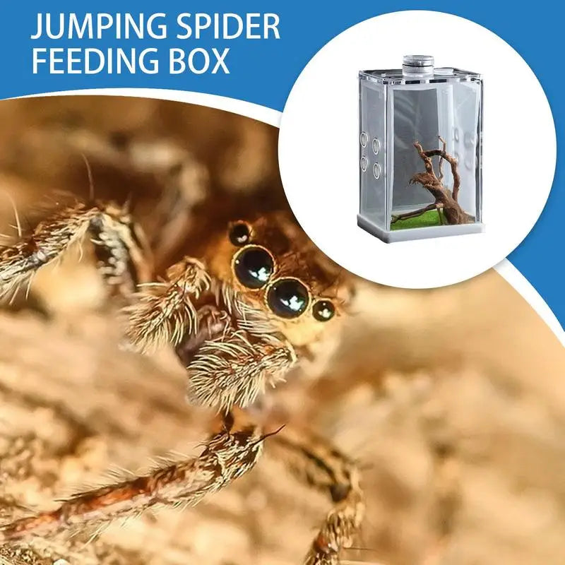 Reptile Hatching Box, Reptile Terrariums Enclosure,  Amphibian Supplies, Feeding Spider, Cage Feeding Container