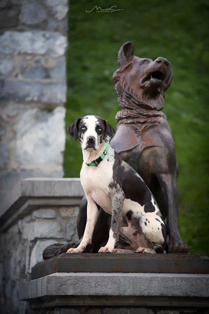 Durable Heavy Duty Training Custom Luxury Collar