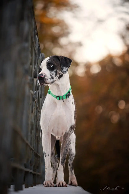 Durable Heavy Duty Training Custom Luxury Collar