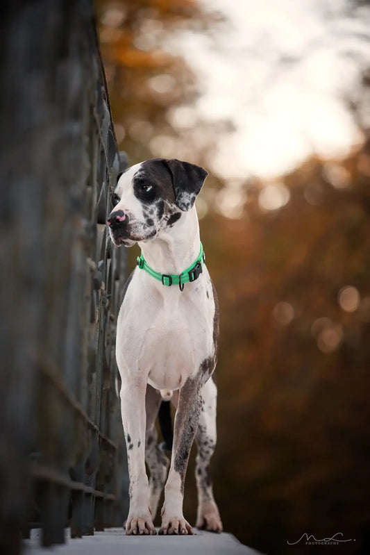 Durable Heavy Duty Training Custom Luxury Collar